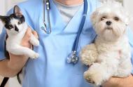 养宠物必备：了解宠物疫苗的种类和接种时间