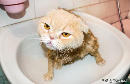 探索猫咪洗澡的奥秘：为什么我们需要定期为猫咪清洁？