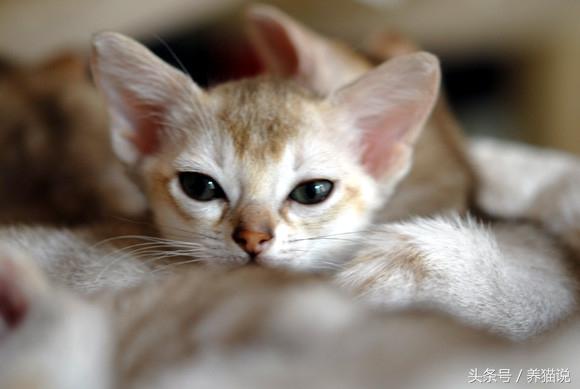 世界上体积最小的猫——新加坡猫