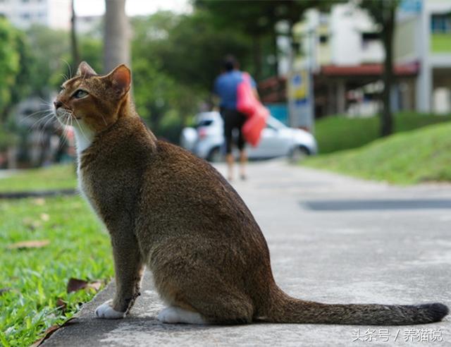 世界上体积最小的猫——新加坡猫