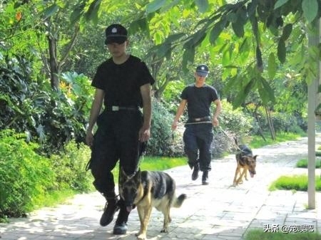 盘点在犬中智商排在第三的德国牧羊犬，背部被毛黑色，人称黑背