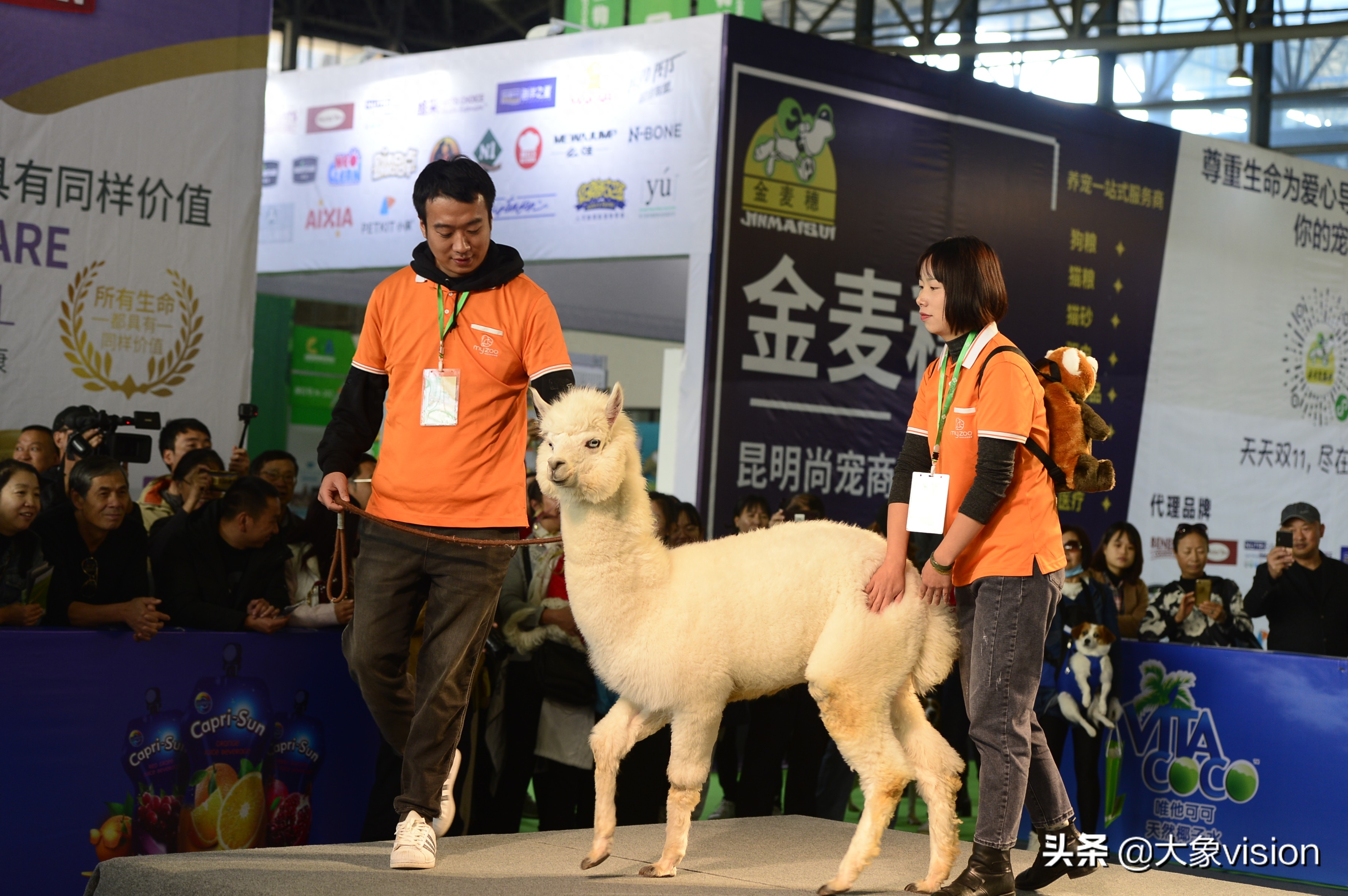 萌宠来袭！第四届昆明东盟宠物博览会开幕