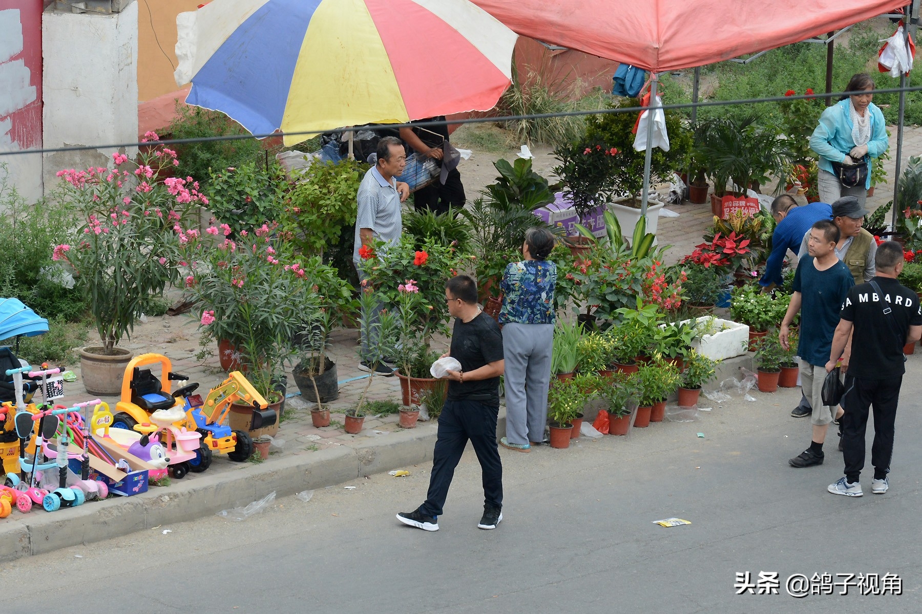 内蒙古最大花鸟市场：花鸟虫鱼肉蛋奶啥都有，但这些东西请别买