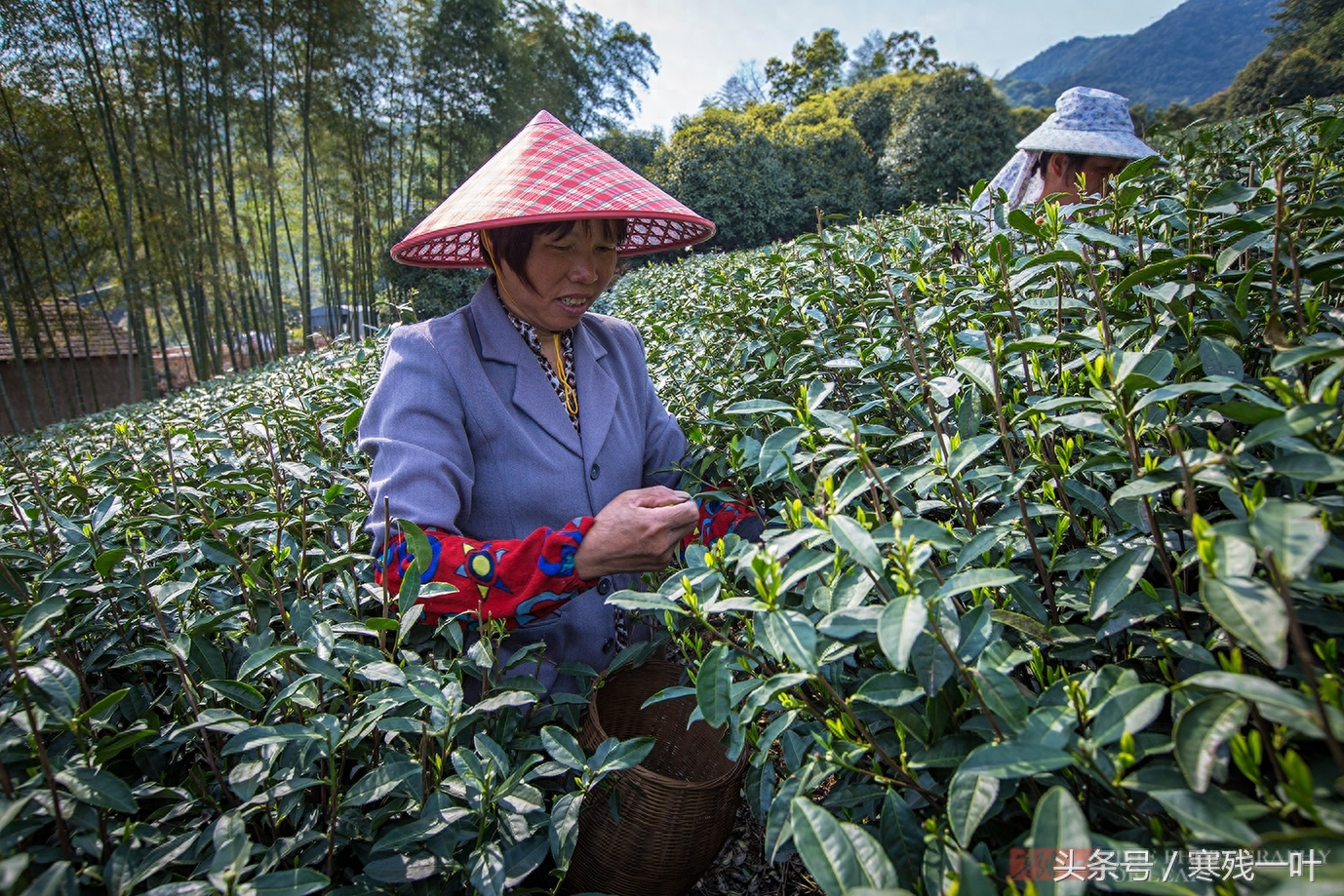 别再花冤枉钱了！茶农告诉你什么是正宗西湖龙井，市场很少能买到