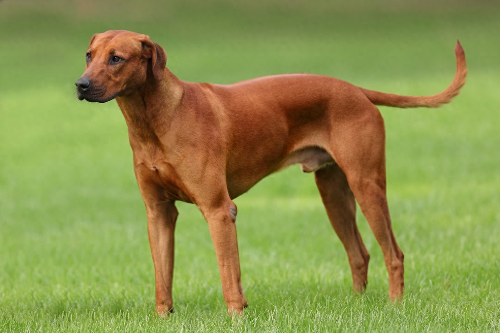 世界名犬大全（十），你想知道的狗狗这里都有