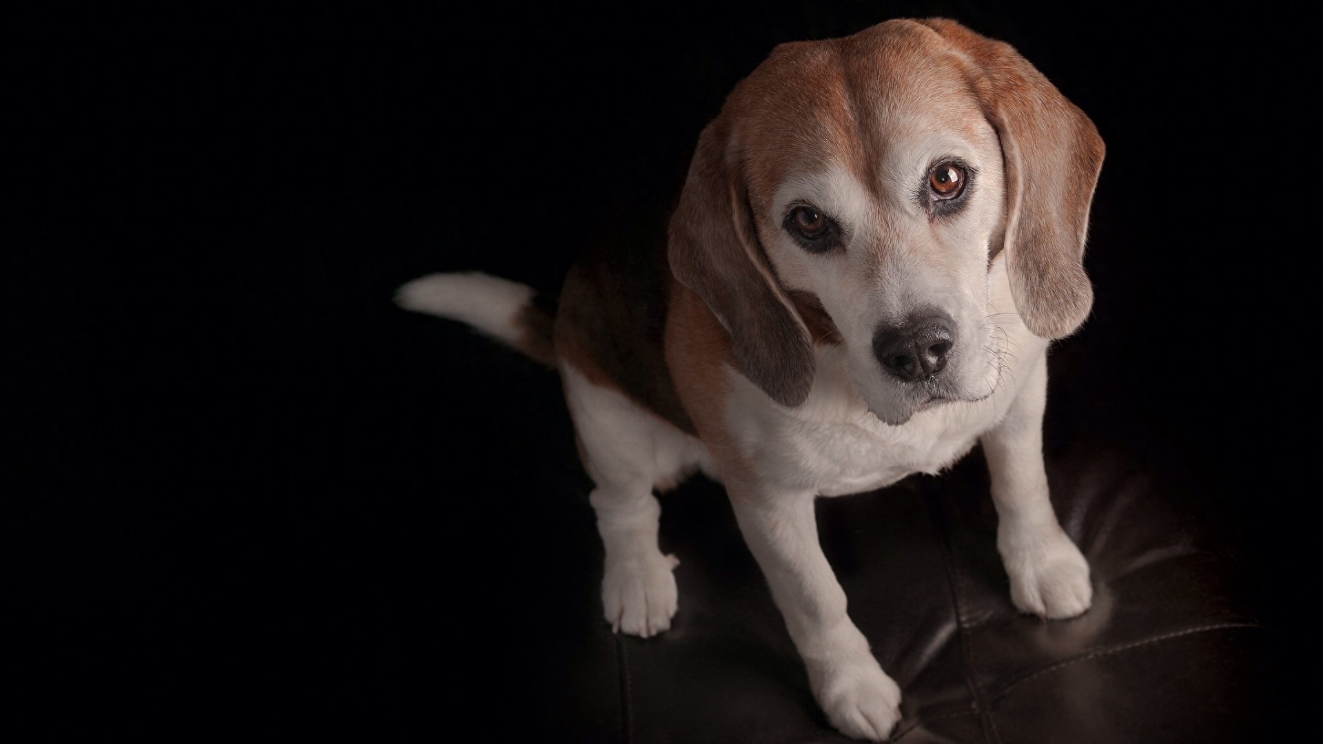 史努比的原型:比格犬,小小的它还是一种猎犬