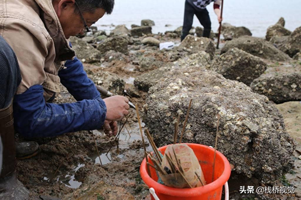 绝活！老青岛用毛笔钓虾虎