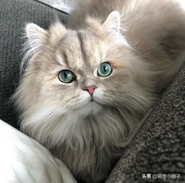 猜猜里面有多少只波斯猫？