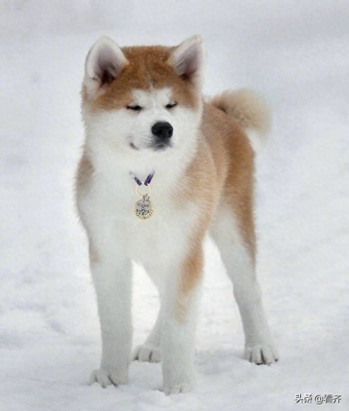 大脸盘子小咪咪眼，秋田犬从小到大都是一副忧心忡忡的表情