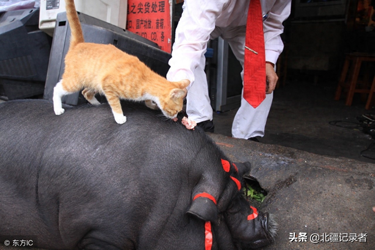 宠物猪长成400斤大肥猪，胖到找不到眼，头上绑红绸成“发财猪”