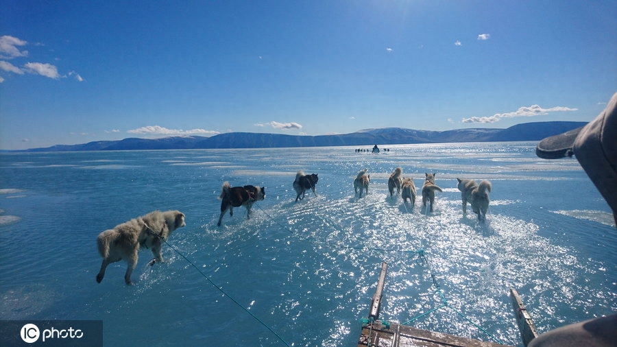 全球变暖雪橇犬在水中行走？格陵兰岛一天可消融20亿吨冰川