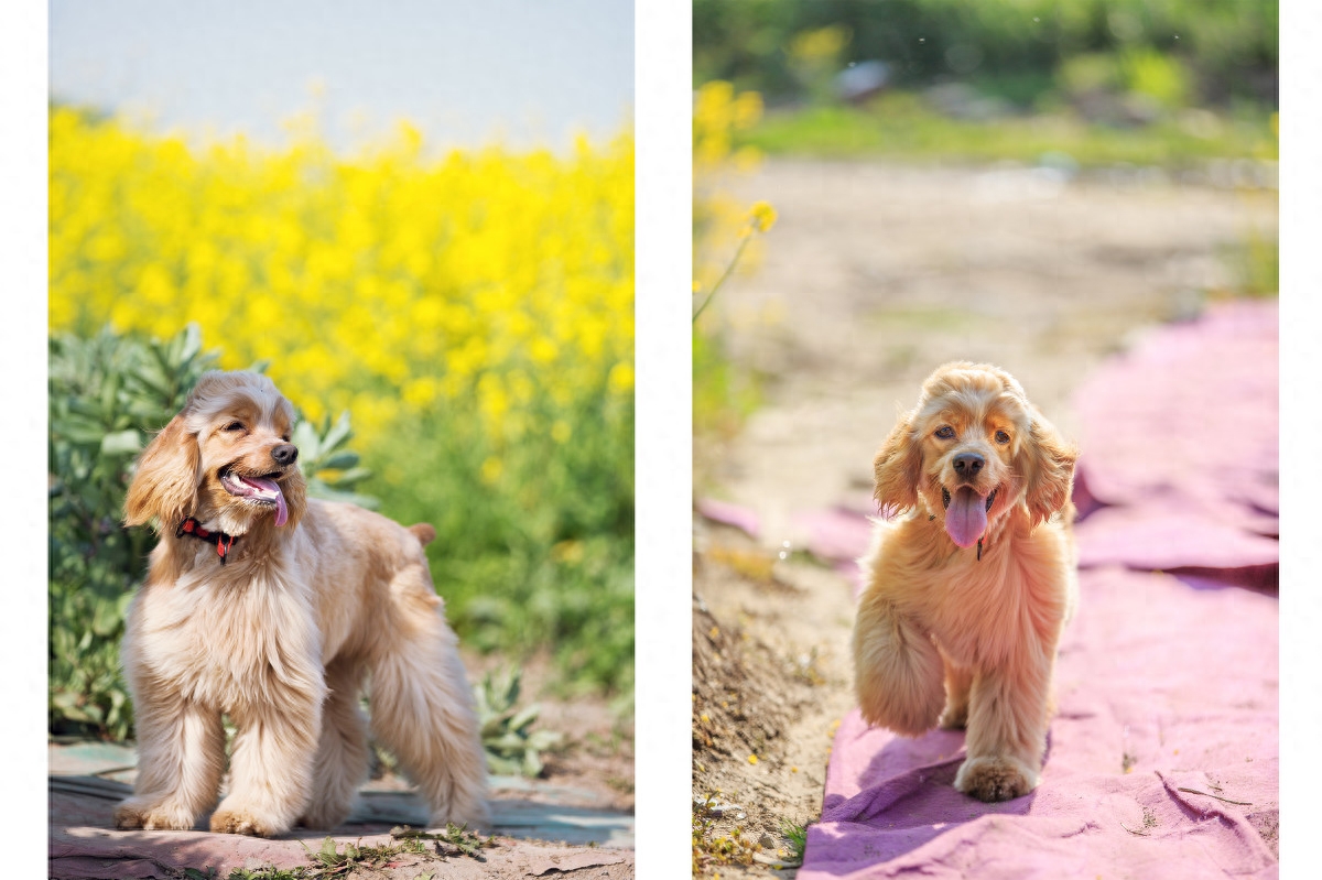 图虫人文摄影：可卡犬