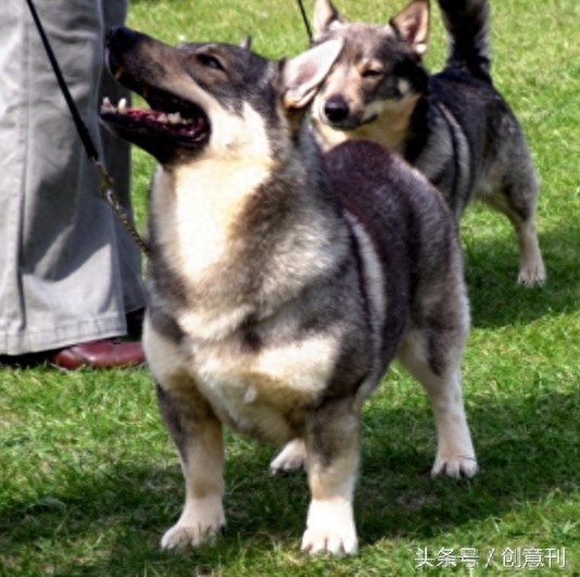 狼犬和柯基混合的瑞典牧羊犬，有种可爱的冲突感啊