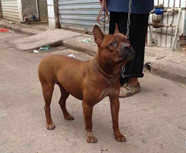 盘点中华田园犬中的八大名犬，最后一个被认为是传说中的哮天犬