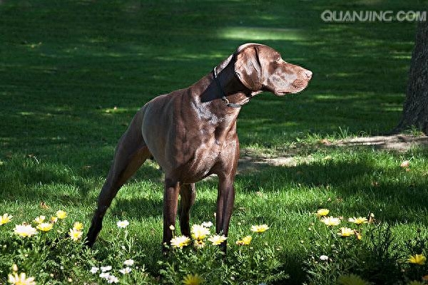 世界名犬 德国短毛指示犬