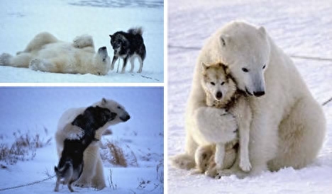 来看看真正的雪橇犬！被养成二哈之前的帅气样子