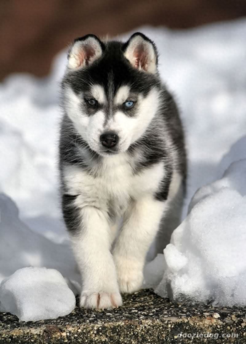 来看看真正的雪橇犬！被养成二哈之前的帅气样子