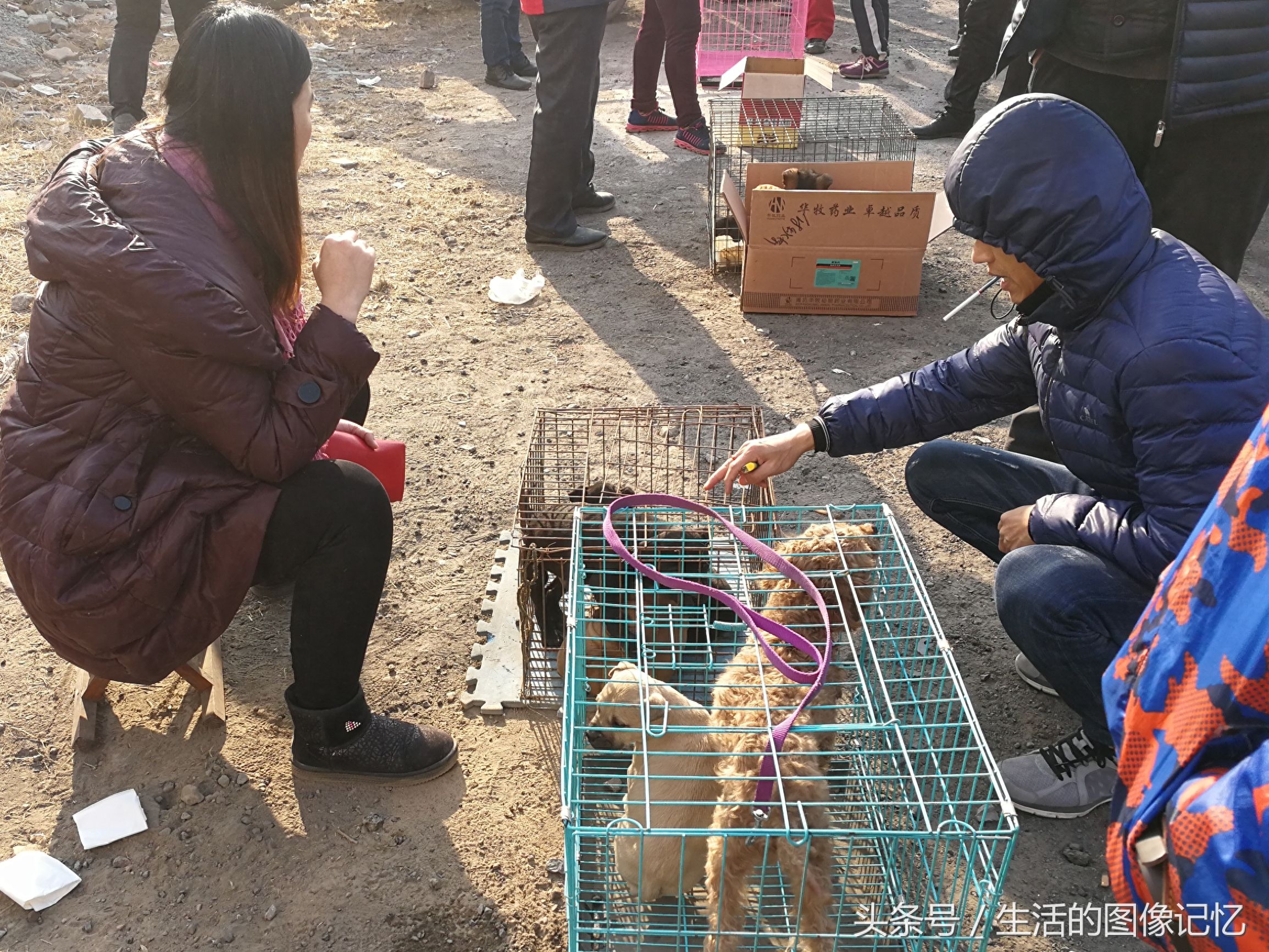 零下10℃逛农村大集狗市，便宜的10块，贵的上千，看看都是有啥卖