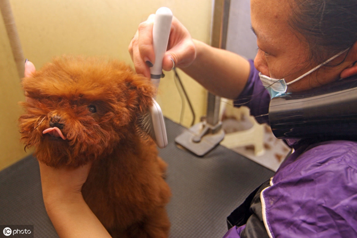 12张图认识泰迪犬，花费少易饲养，新手养狗推荐它