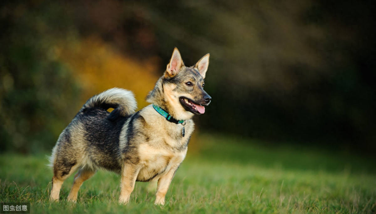 瑞典牧羊犬，明明是纯种犬，看起来却像柯基和狼犬混种