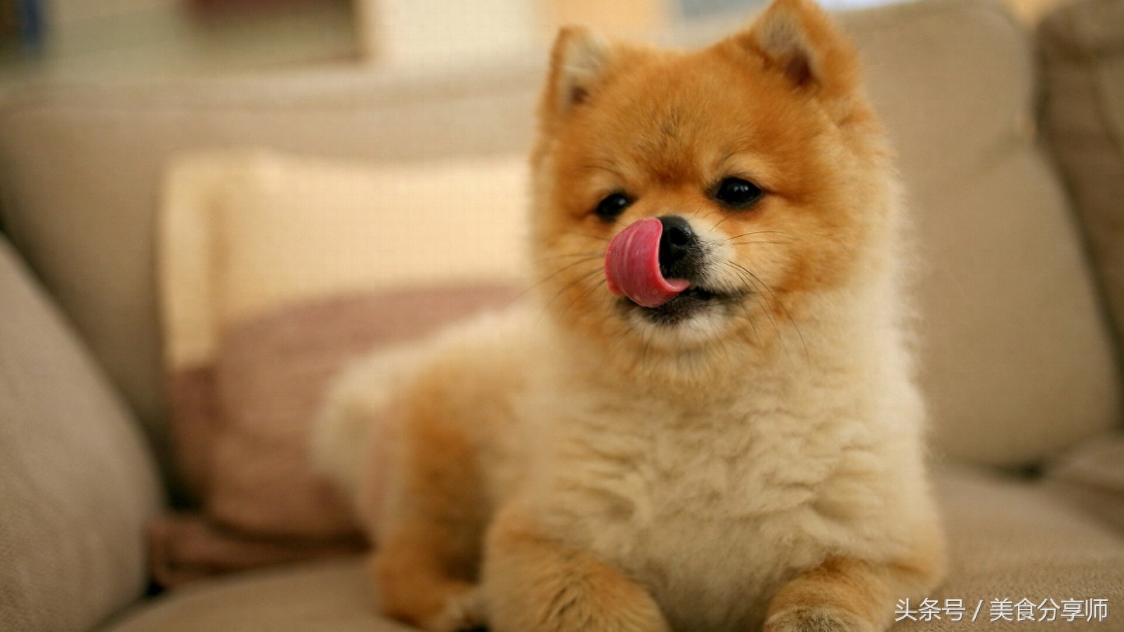 日本名犬秋田犬