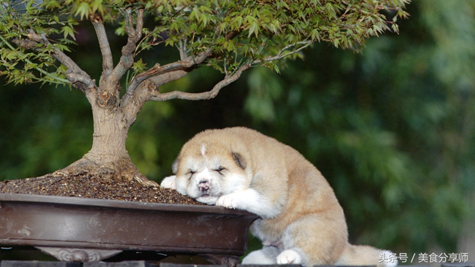 日本名犬秋田犬