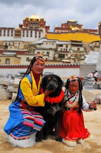 藏獒 Tibetan Mastiff