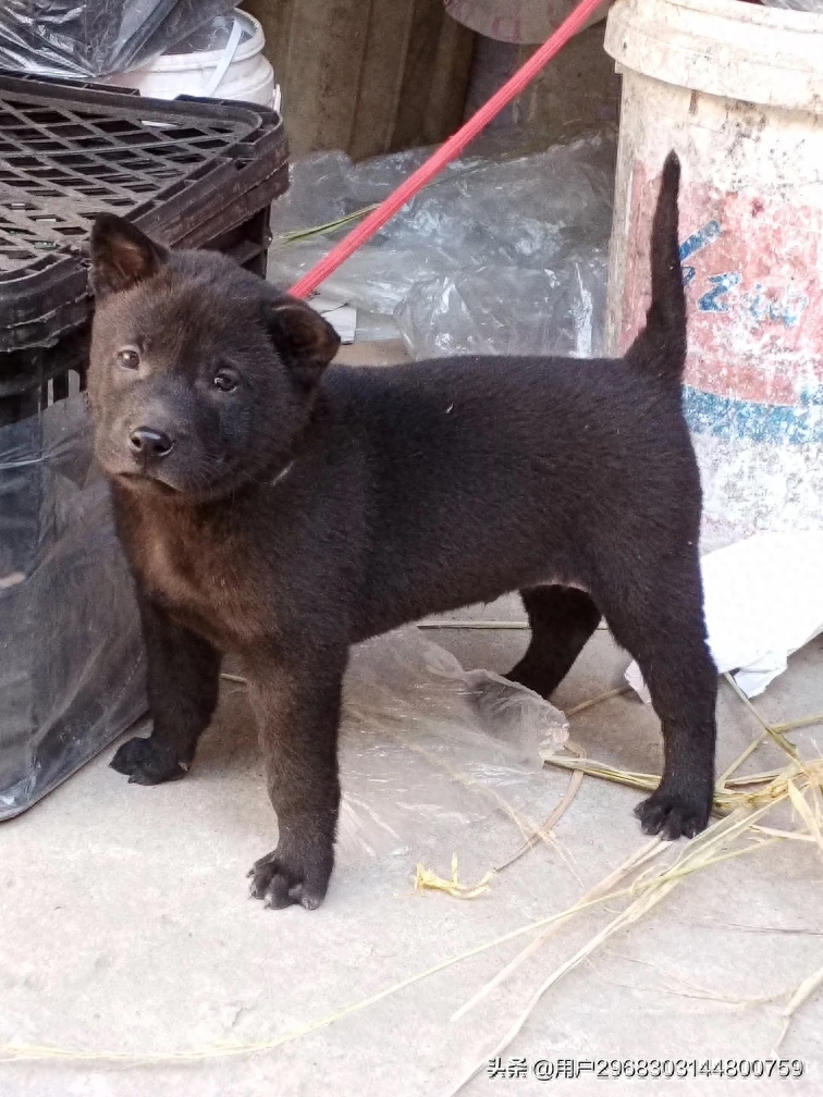 原生态中华田园犬广西小猎犬农村土狗