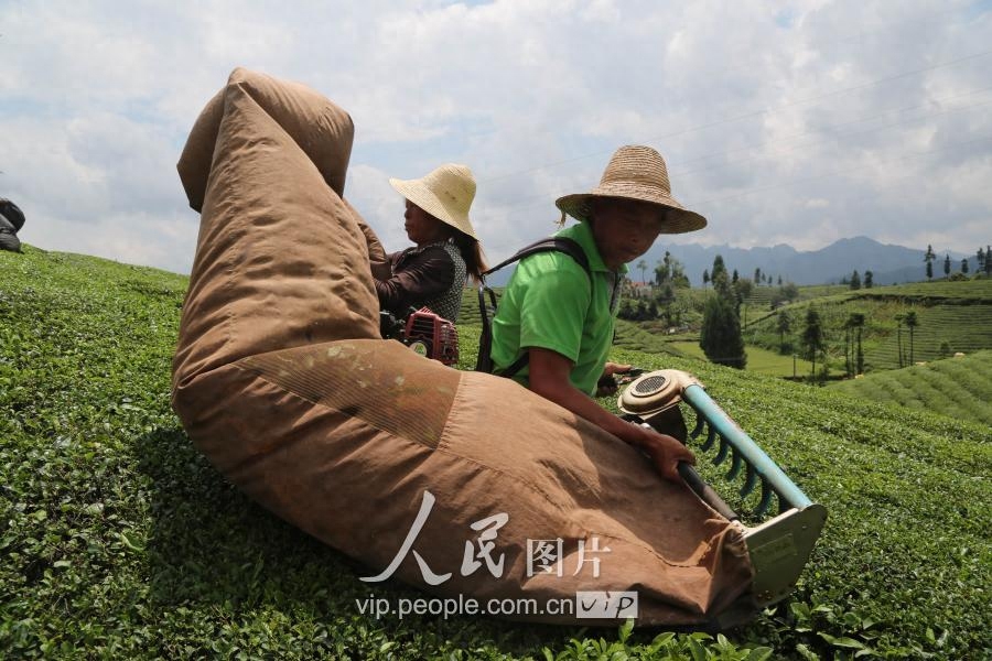 湖北鹤峰：秋茶采摘正当时