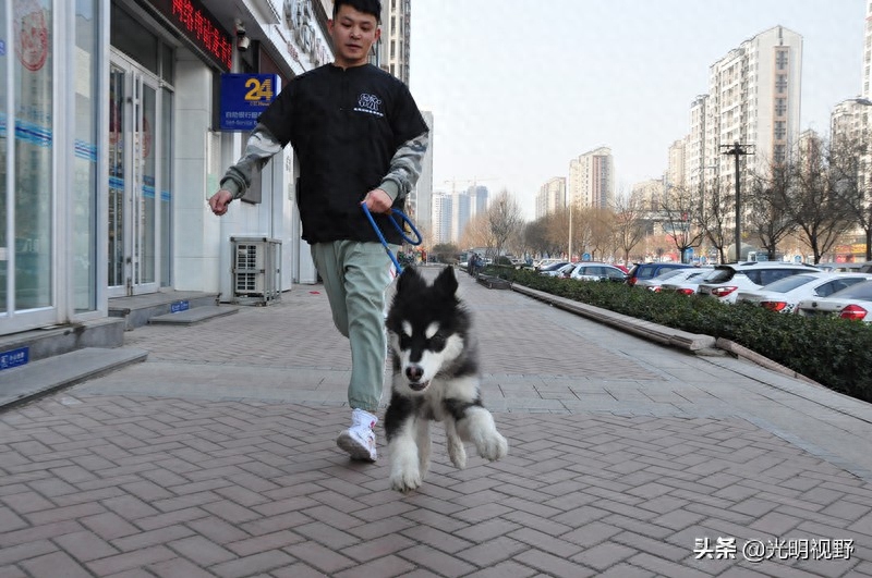 中国农业科学院硕士回乡开宠物酒店，房租一年十万当起大管家