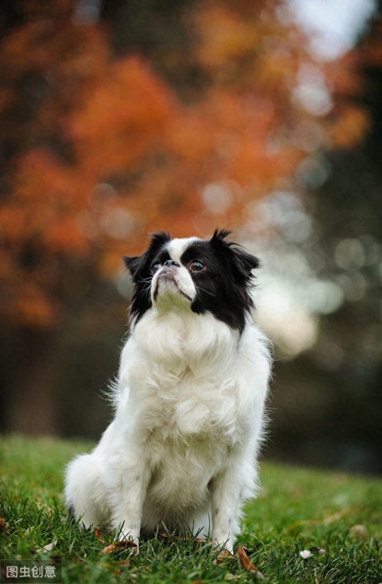 以前日本的贵族犬，超像北京犬的日本狆，究竟是什么来历？