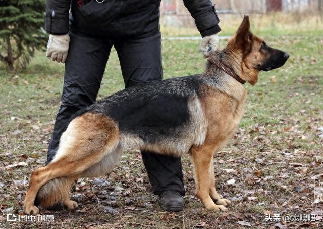 盘点在犬中智商排在第三的德国牧羊犬，背部被毛黑色，人称黑背